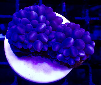 Physogyra Lichtensteini