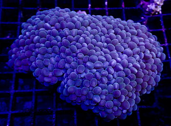 Physogyra Lichtensteini