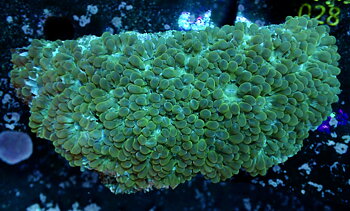 Physogyra Lichtensteini
