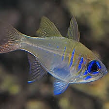 Apogon Leptacanthus (reef safe)