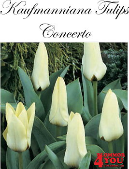 80055  CONCERTO    NÄCKROSTULPAN