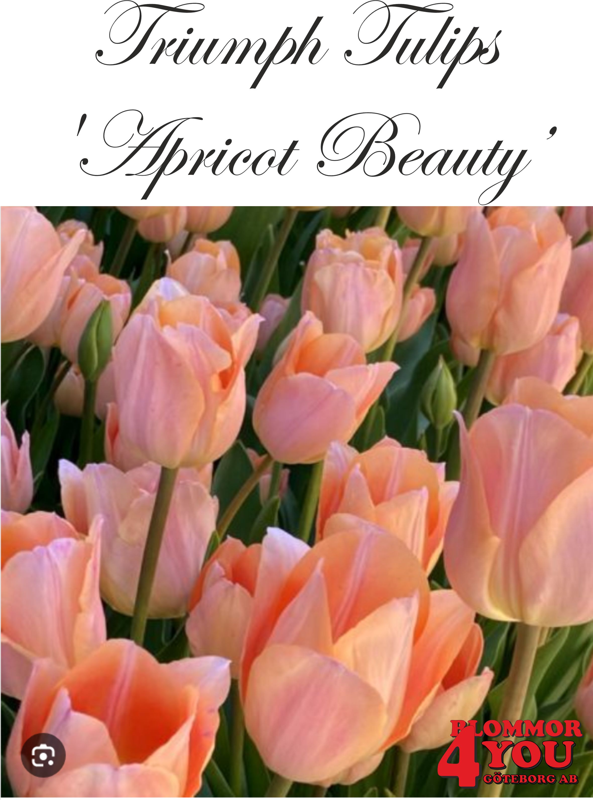 80095  APRICOT BEAUTY    TRIUMPHTULPAN