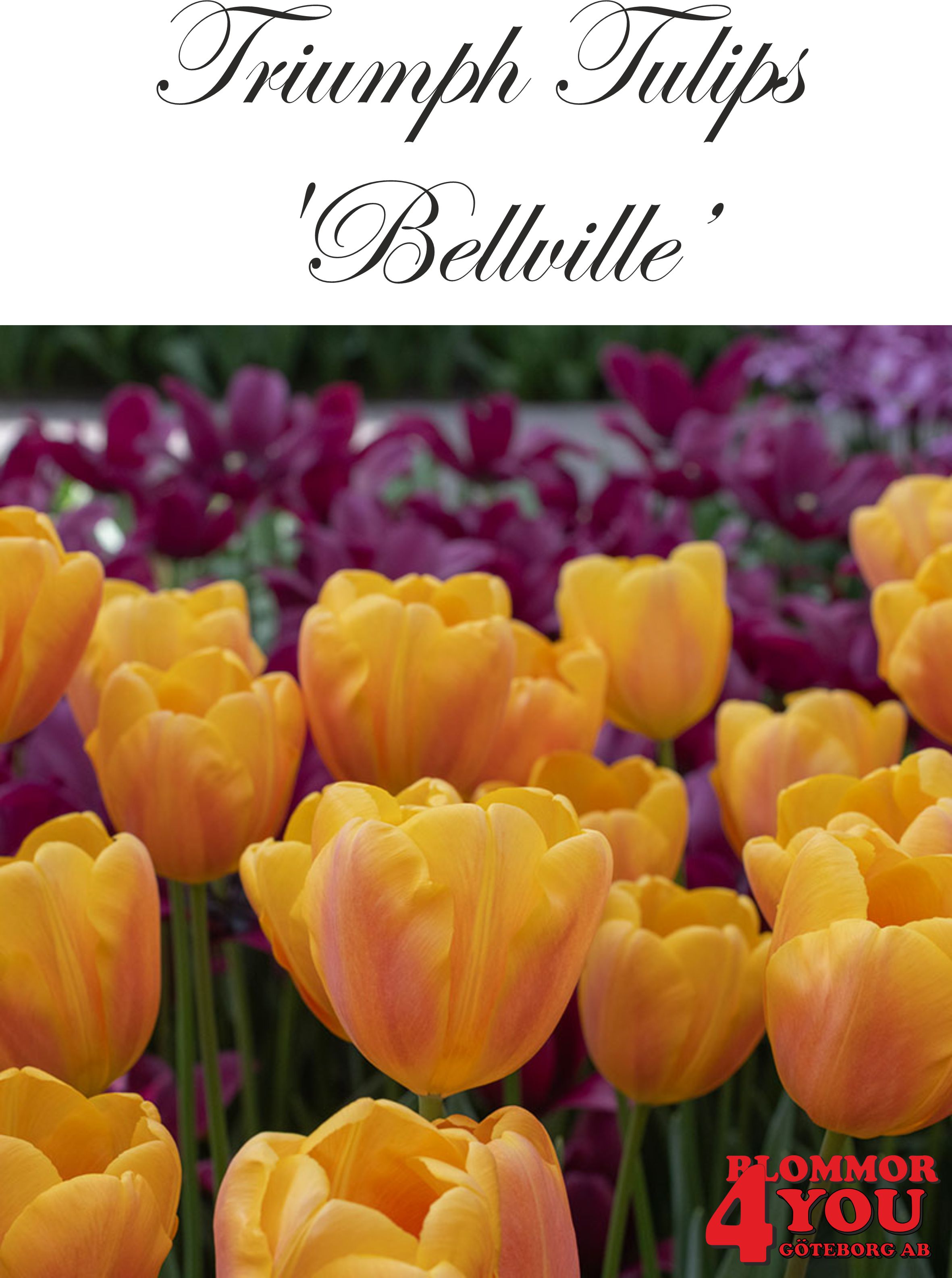 80107  BELLVILLE    TRIUMPHTULPAN