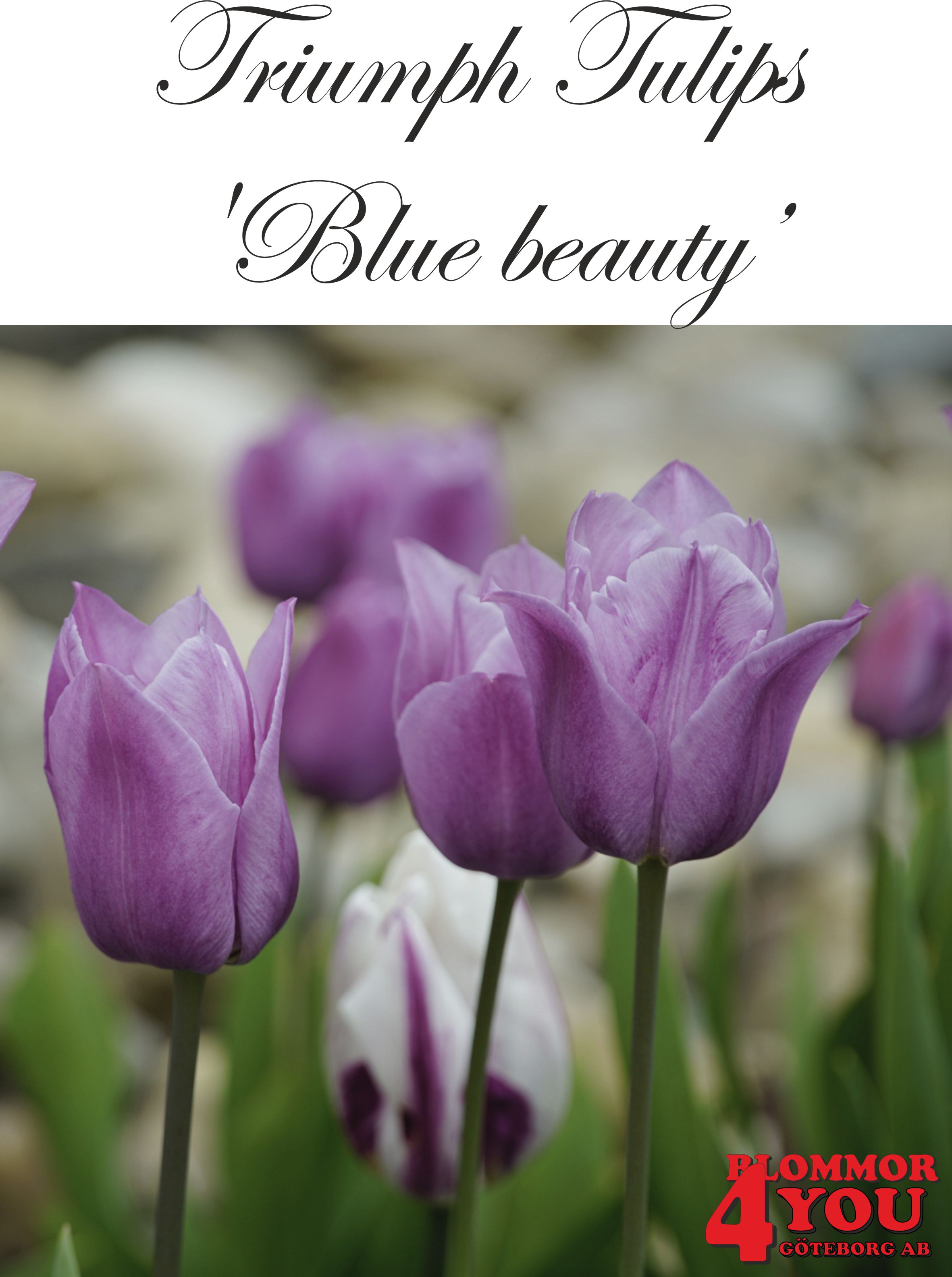 80110  BLUE BEAUTY    TRIUMPHTULPAN