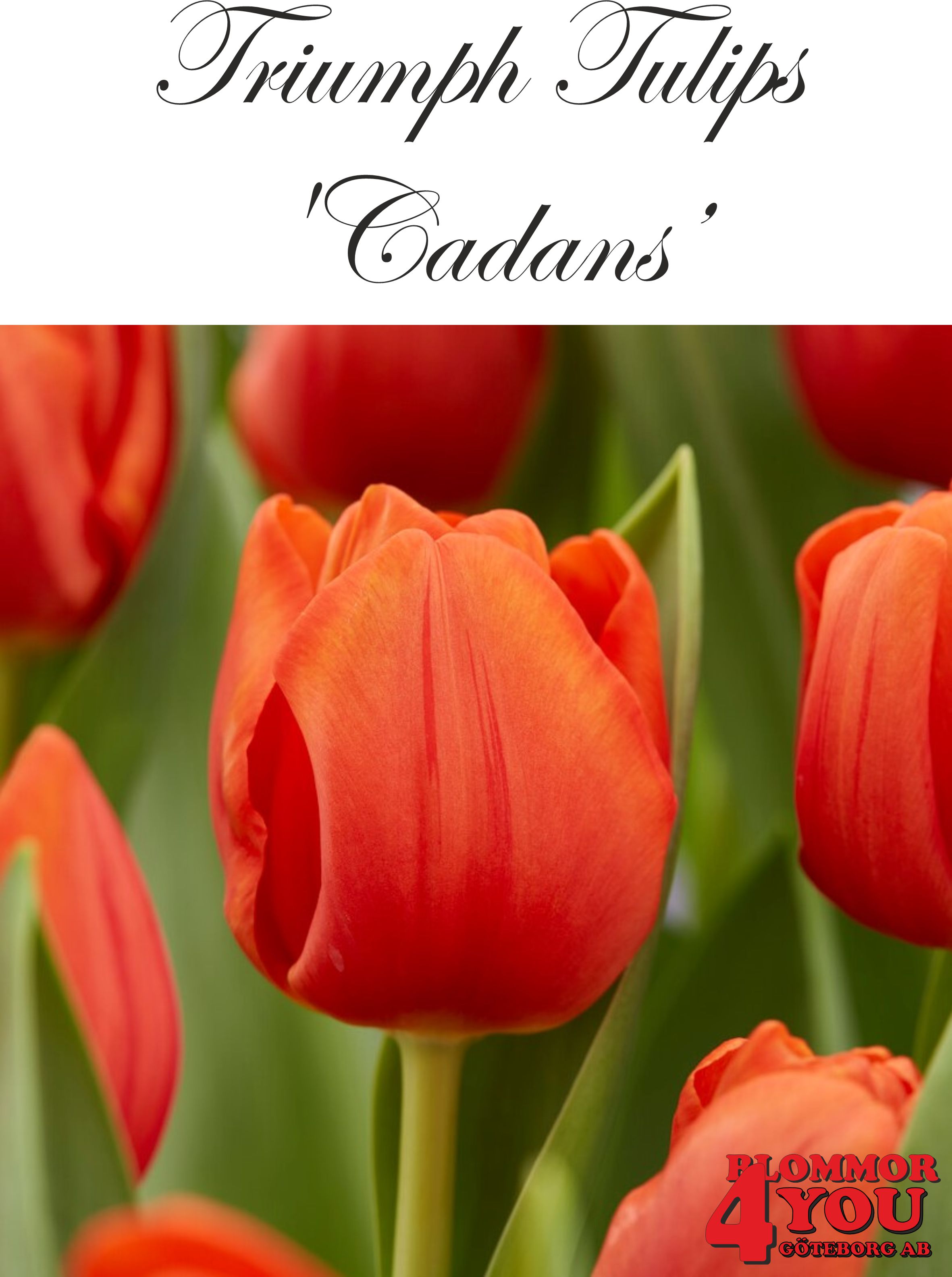 80115  CADANS    TRIUMPHTULPAN