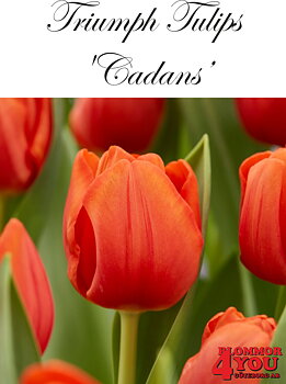 80115  CADANS    TRIUMPHTULPAN