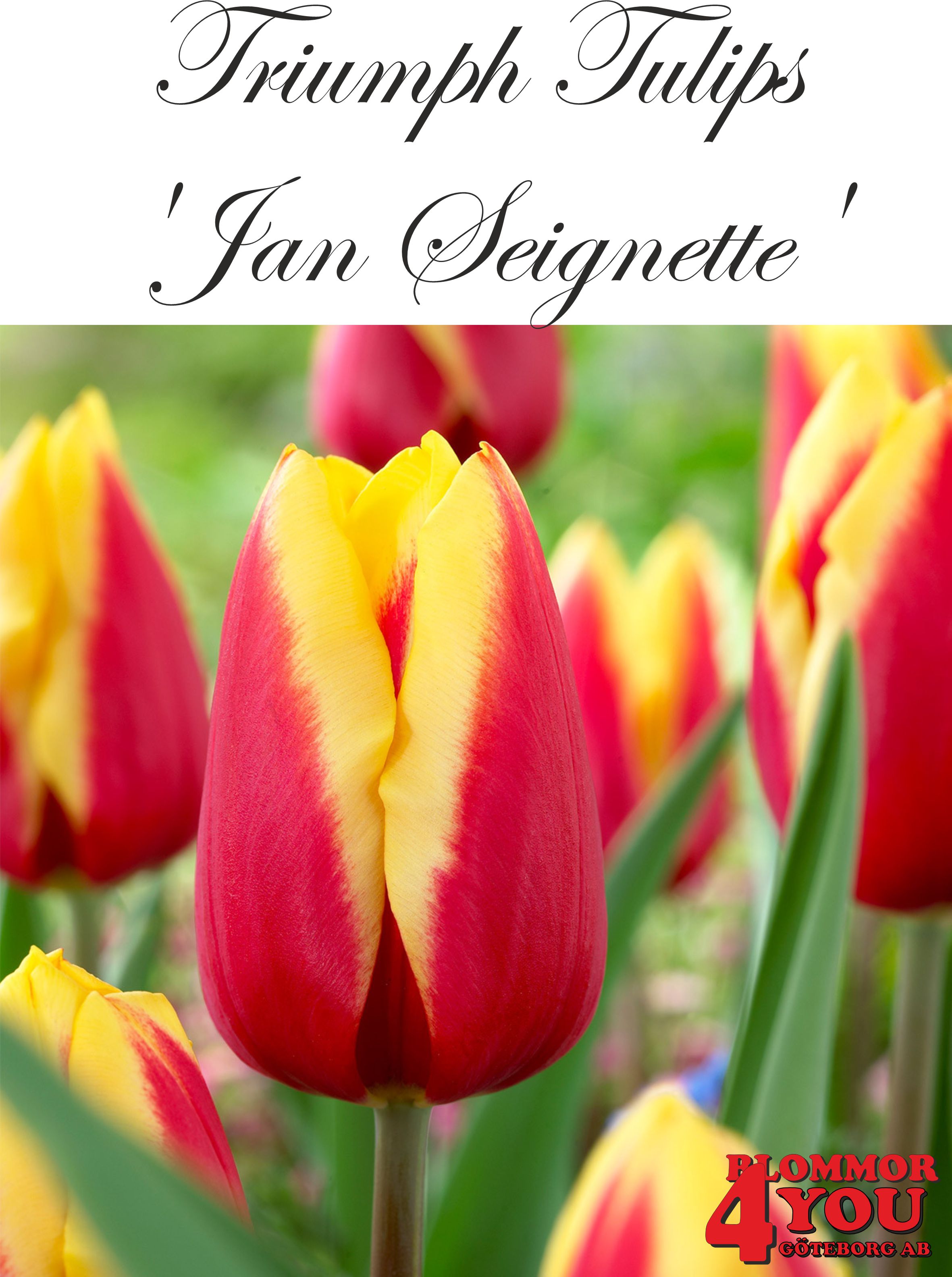 80091  JAN SEIGNETTE    	    	TRIUMPHTULPAN	