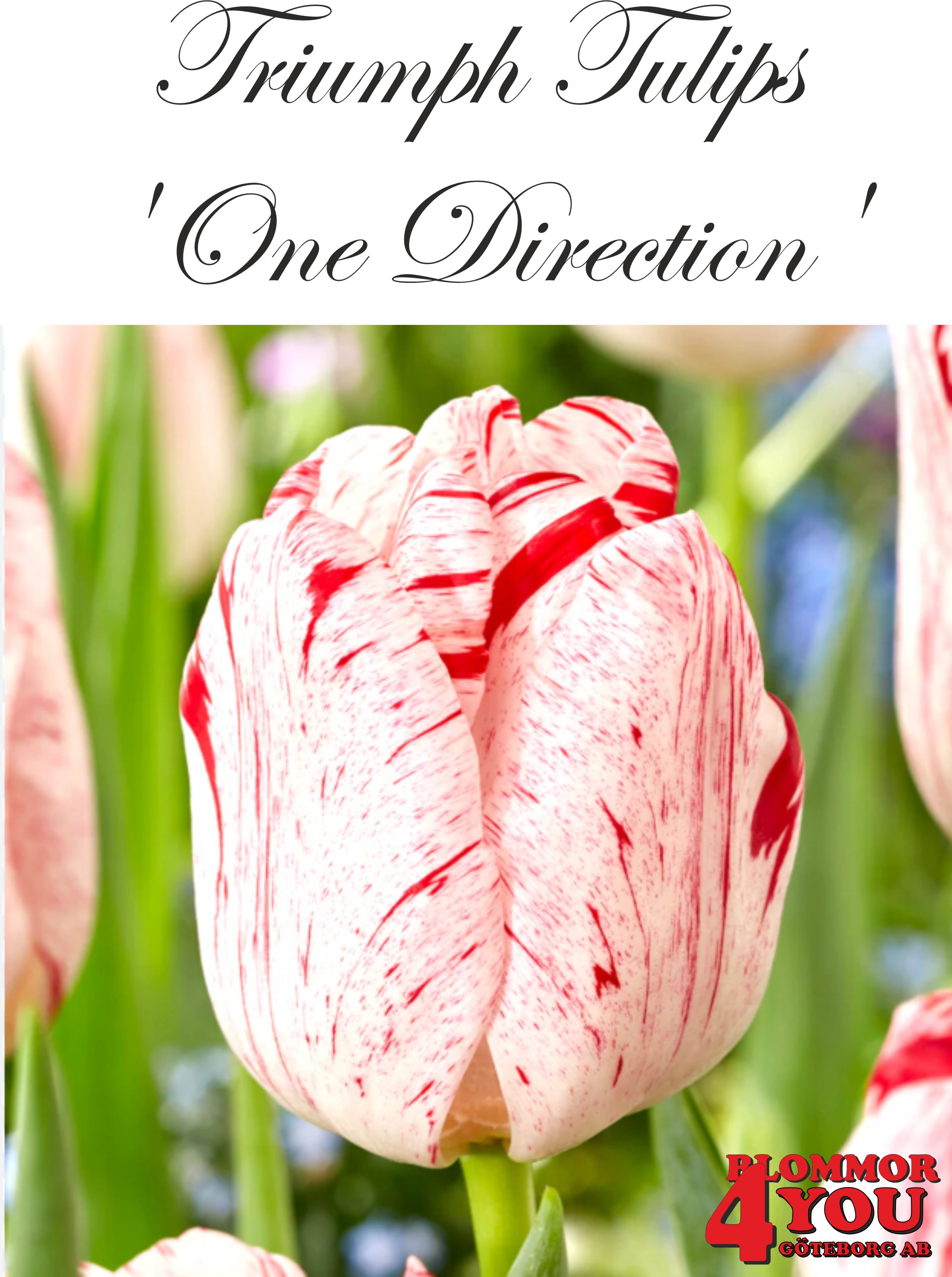 80211  ONE DIRECTION      TRIUMPHTULPAN