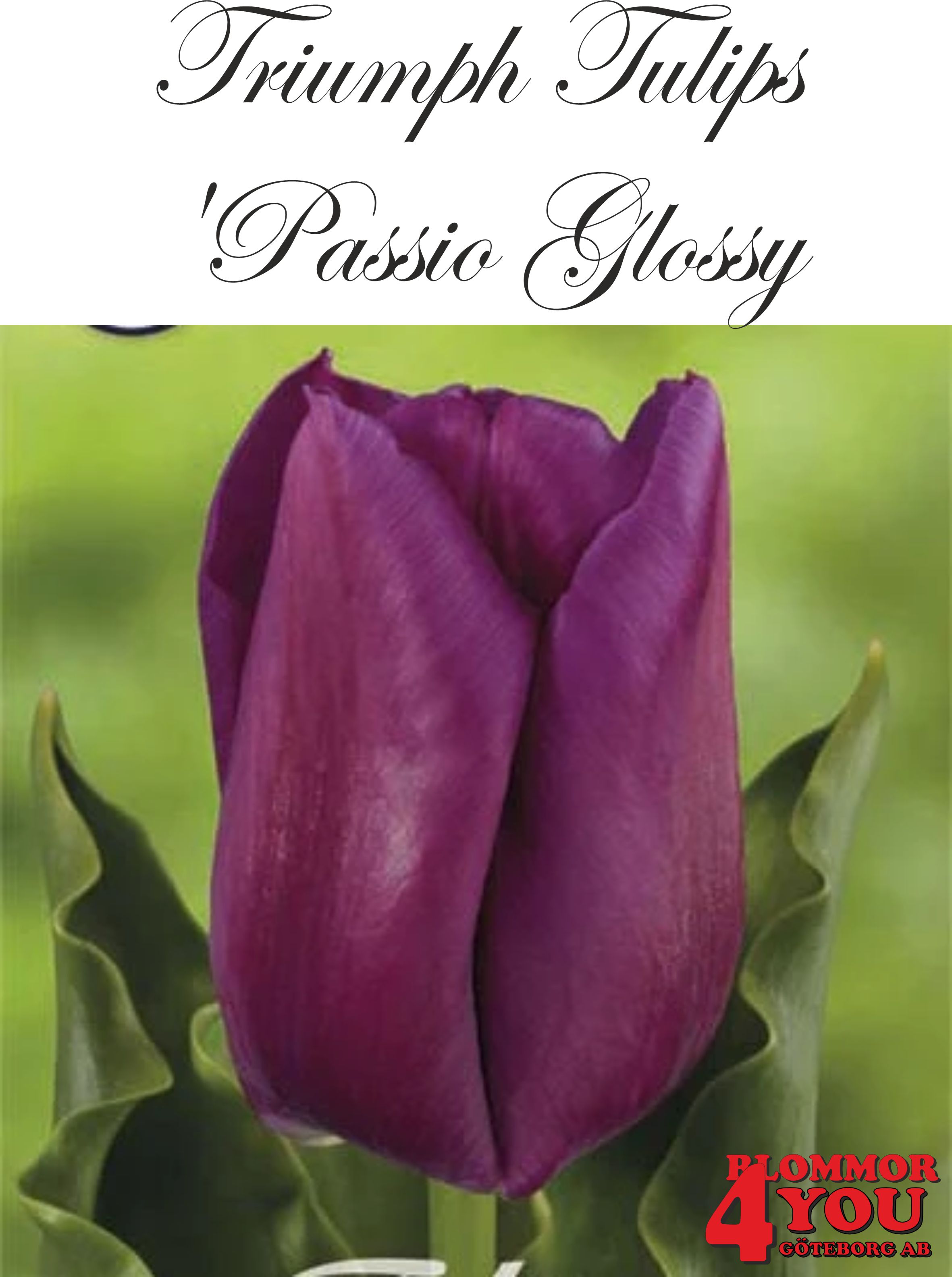 80215  PASSIO GLOSSY   TRIUMPHTULPAN