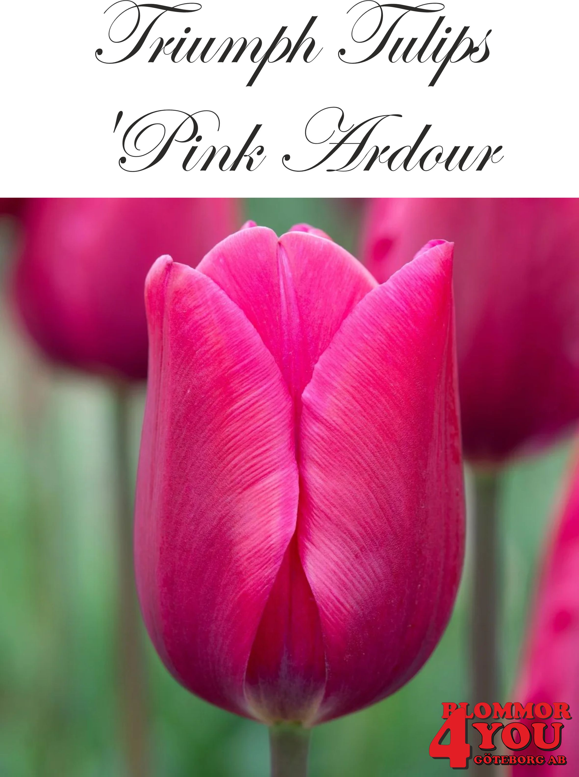 80222  PINK ARDOUR    TRIUMPHTULPAN