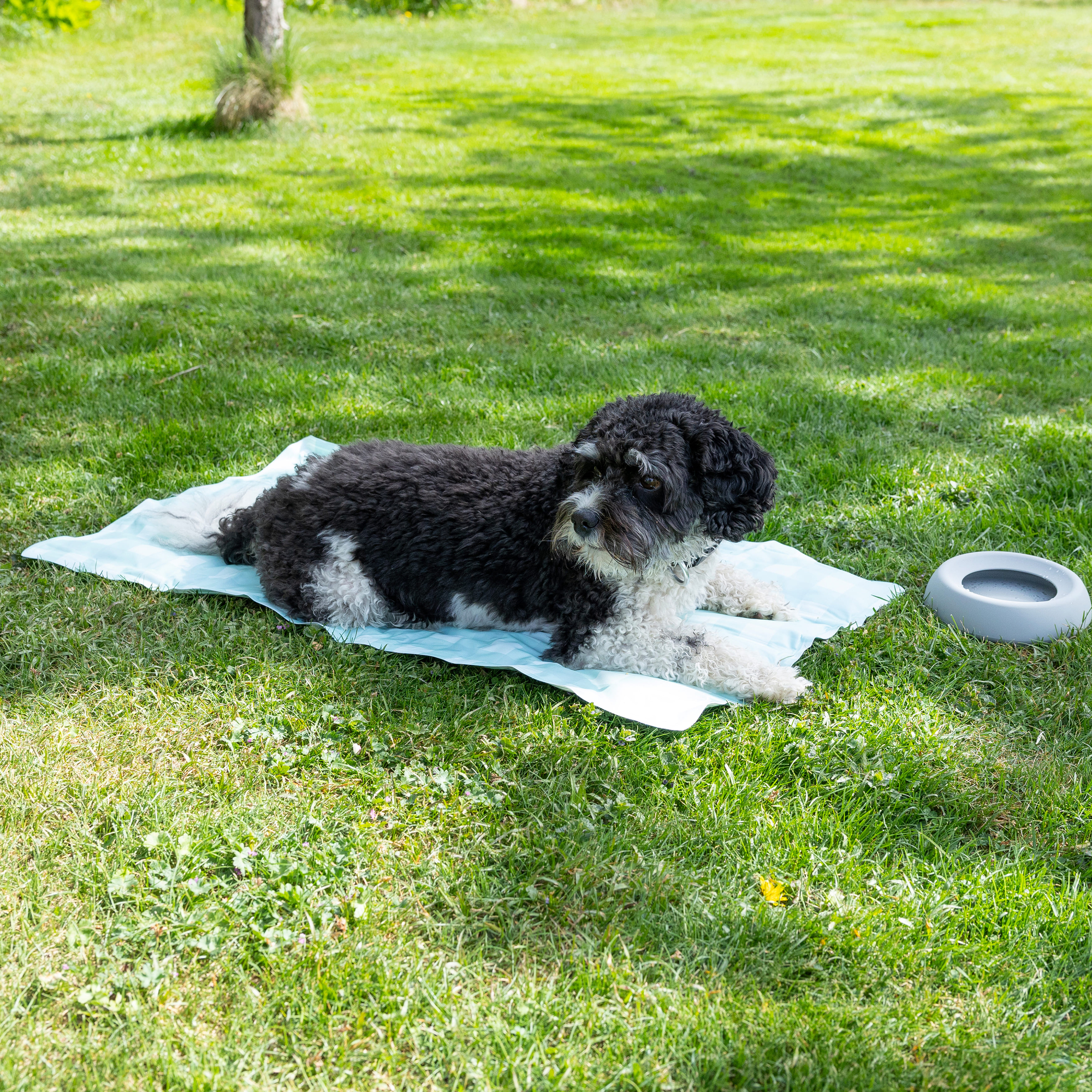 Dogman Kyldyna Prickig TURKOS - 3 storlekar - 4