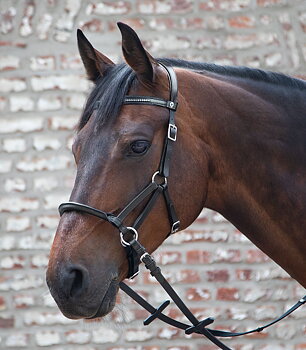 Waldhausen X-Line Bitless Bridle Supersoft Nuova 