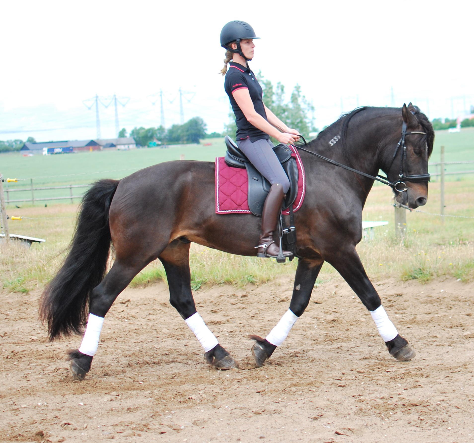 Opux© Dressage II - 4