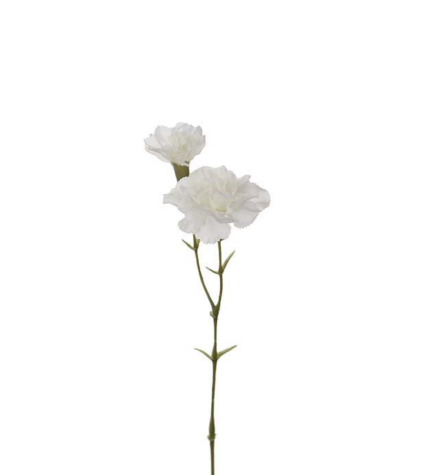 Nejlika 31 cm vit 