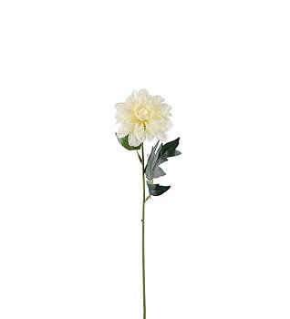 Zinnia creme 45 cm