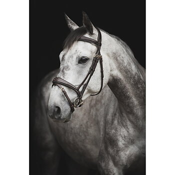 Lippo Hodelag Supreme Fancy