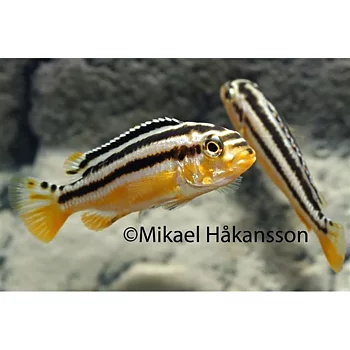Auratus (Melanochromis auratus)