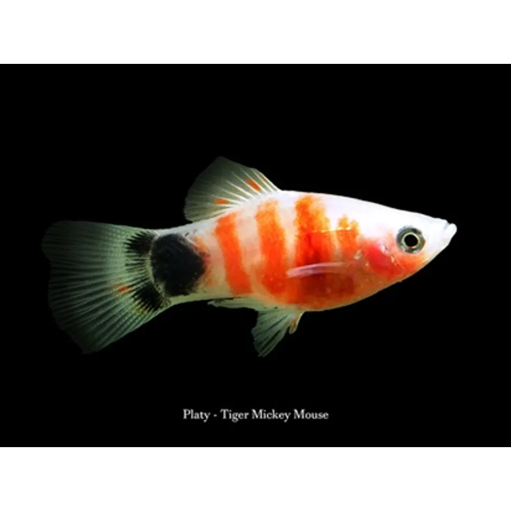 Platy Tiger Mickey Mouse (Xiphophorus maculatus)