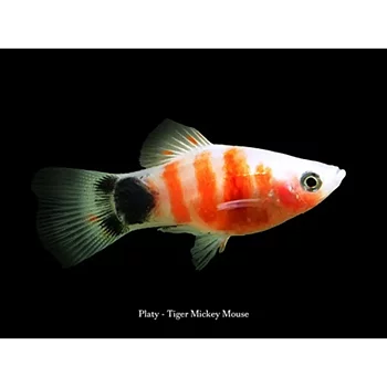 Platy Tiger Mickey Mouse (Xiphophorus maculatus)