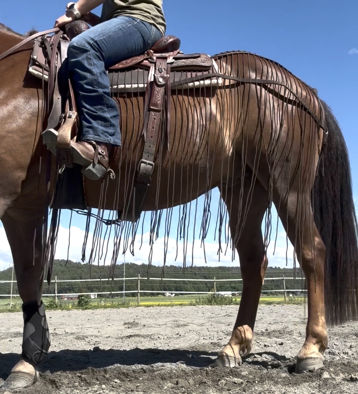 All That Harness Fly Net -RIDING