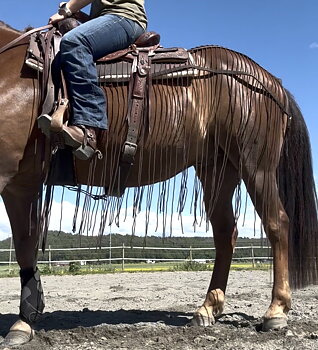All That Harness Fly Net -RIDING