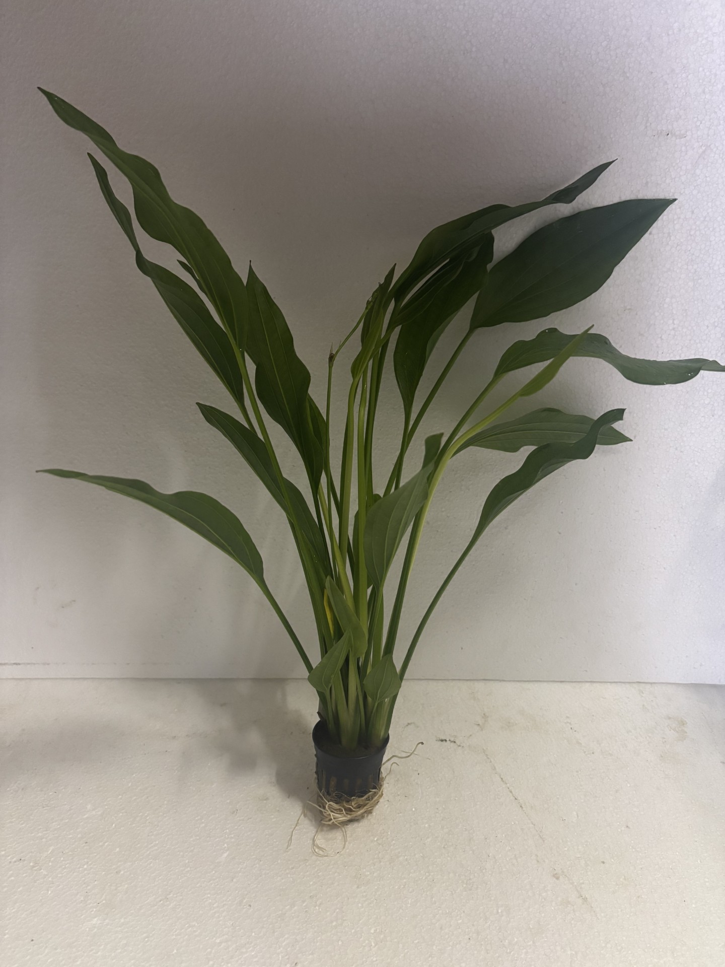Echinodorus argentinensis i Kruka XL