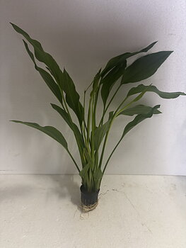 Echinodorus argentinensis i Kruka XL