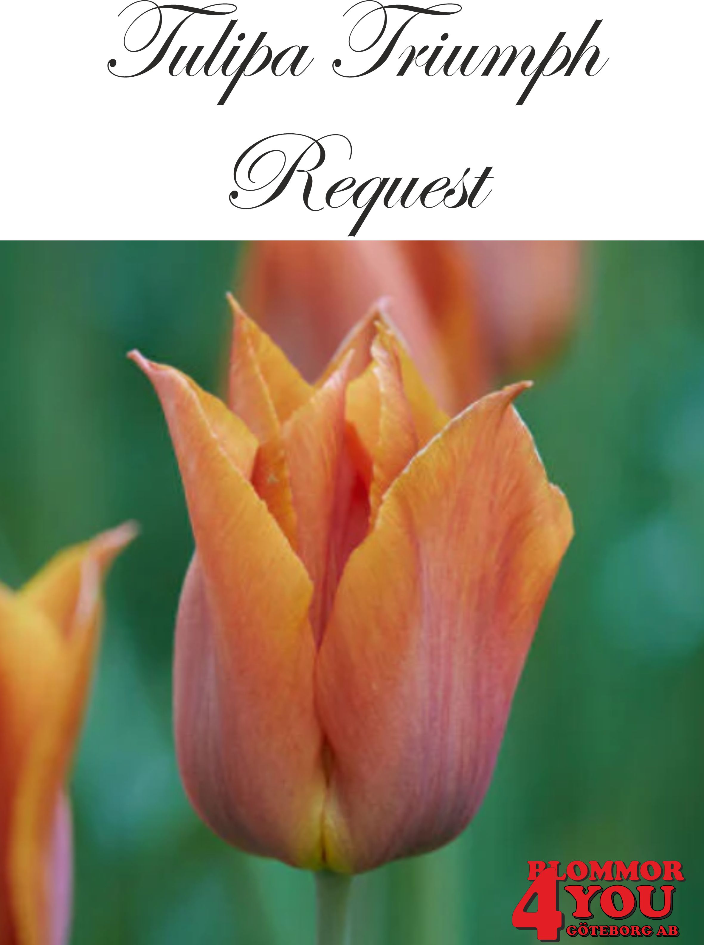 80232  REQUEST   TRIUMPHTULPAN
