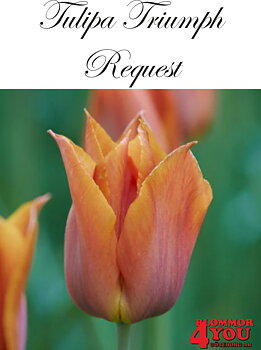 80232  REQUEST   TRIUMPHTULPAN