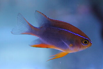 Neoglyphidodon crossi (reef safe)
