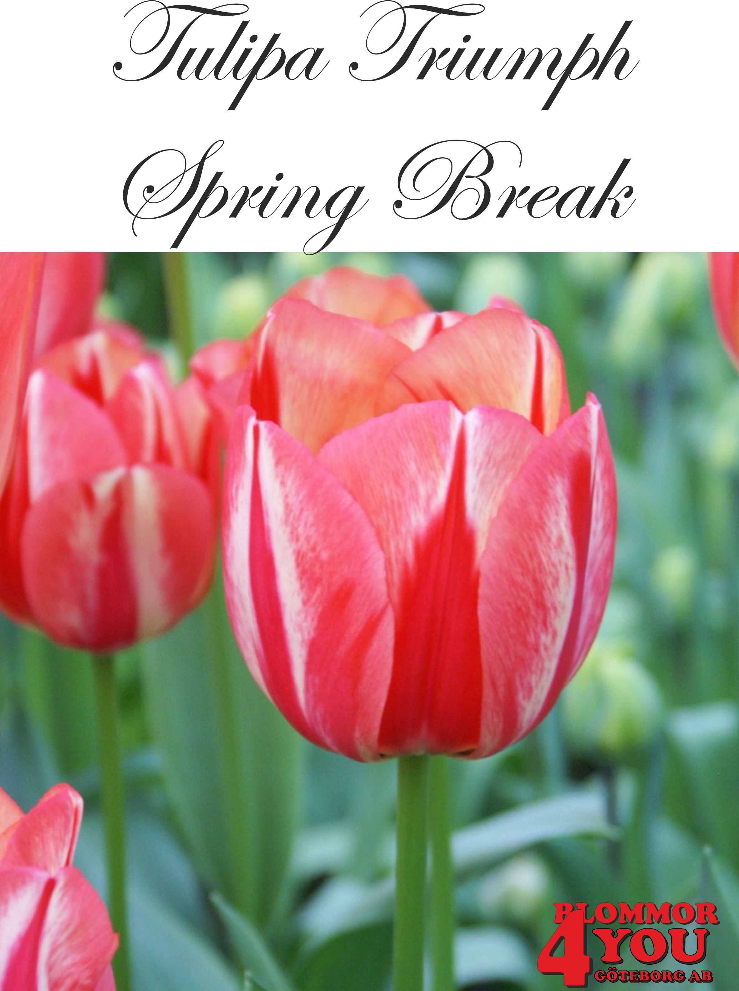 80246  SPRING BREAK    TRIUMPHTULPAN