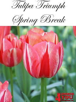 80246  SPRING BREAK    TRIUMPHTULPAN
