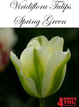 80370  SPRING GREEN    VIRIDIFLORATULPAN