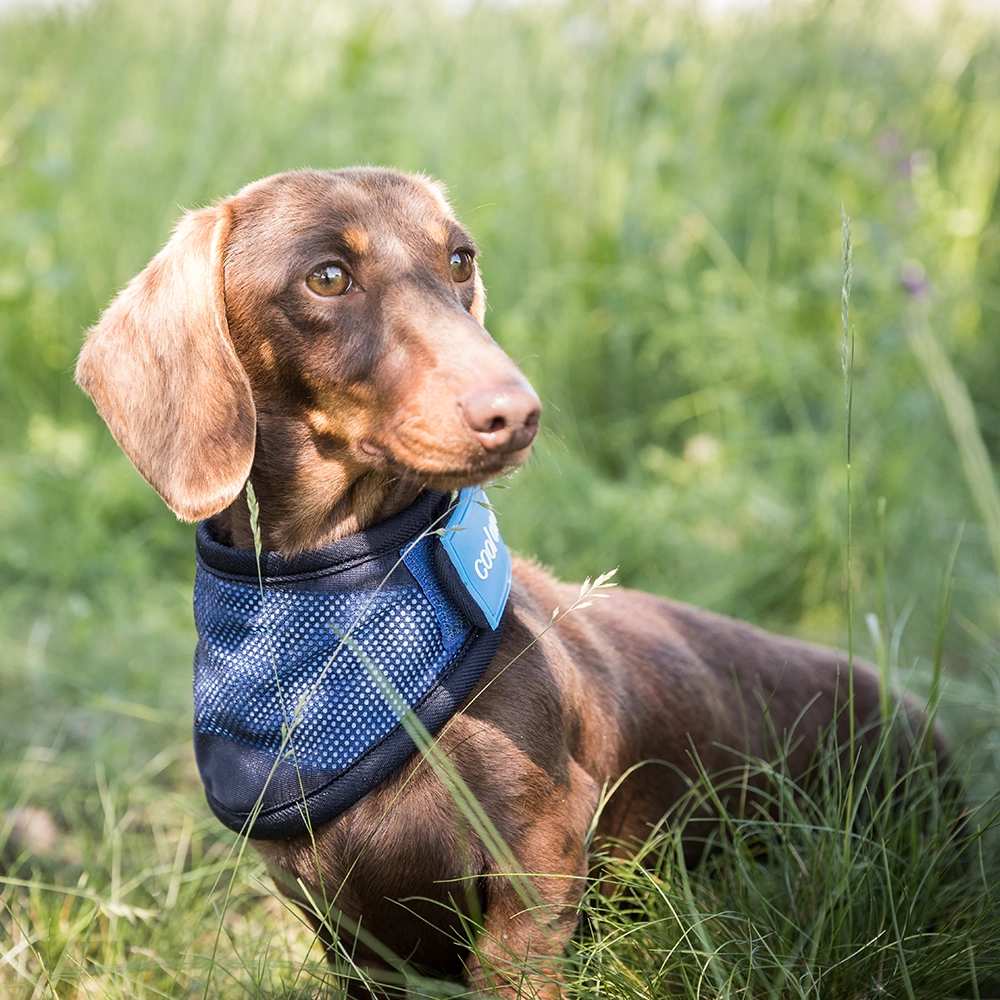 Back on Track bandana for dogs