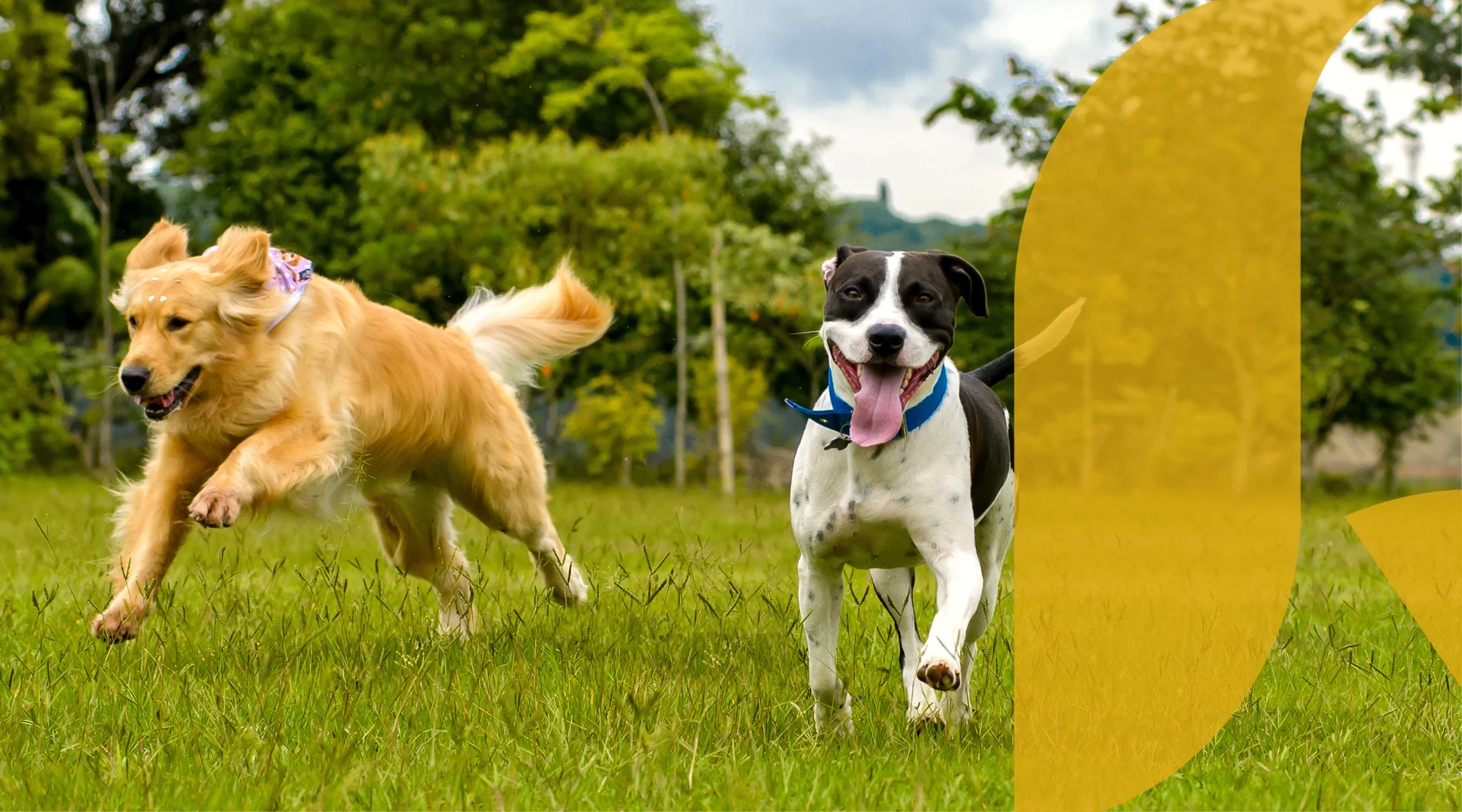 Fortilskudd fra NVC Natural Vetcare