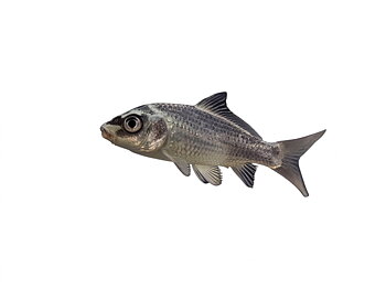 Koi Mix Ghost 6-7 cm (Cyprinus carpio var.)