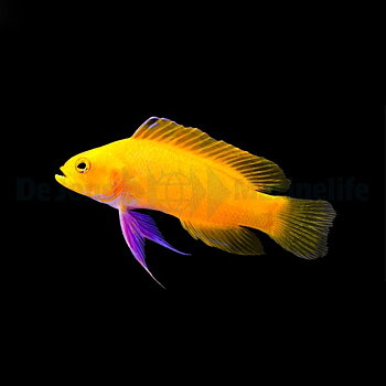 Gramma dejongi - DJM odlad (reef safe)