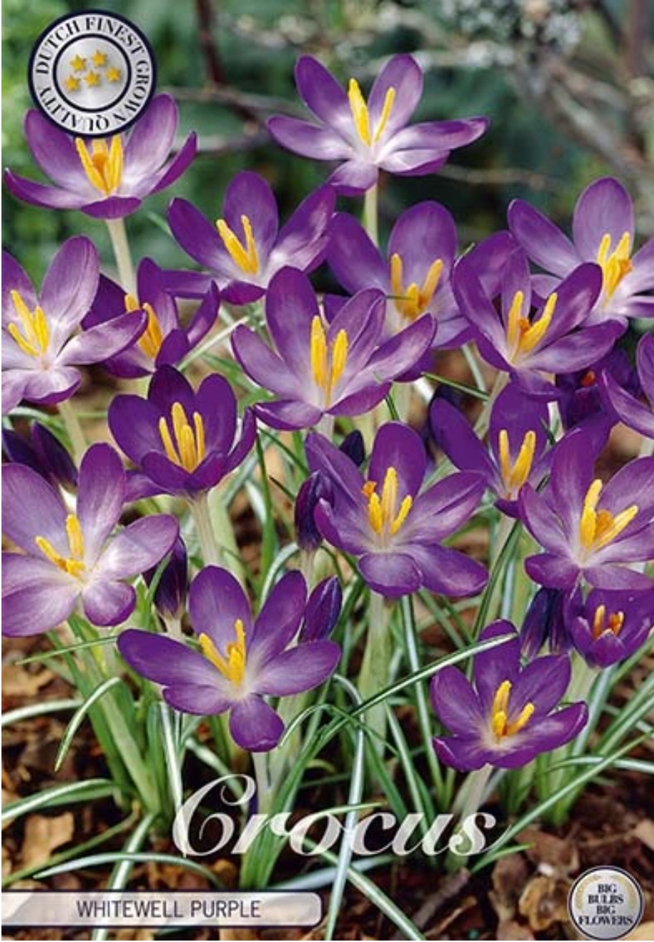84307  CROCUS  WHITEWELL   PURPLE      BOTANICAL