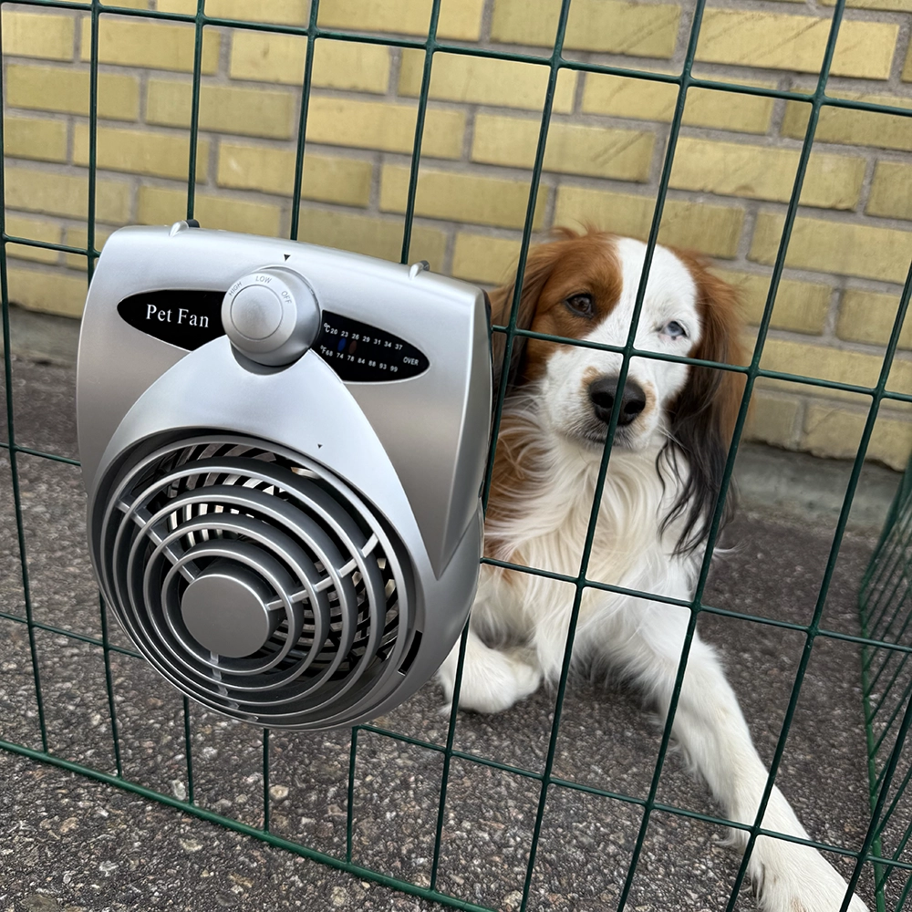 Give your dog a nice, cool breeze