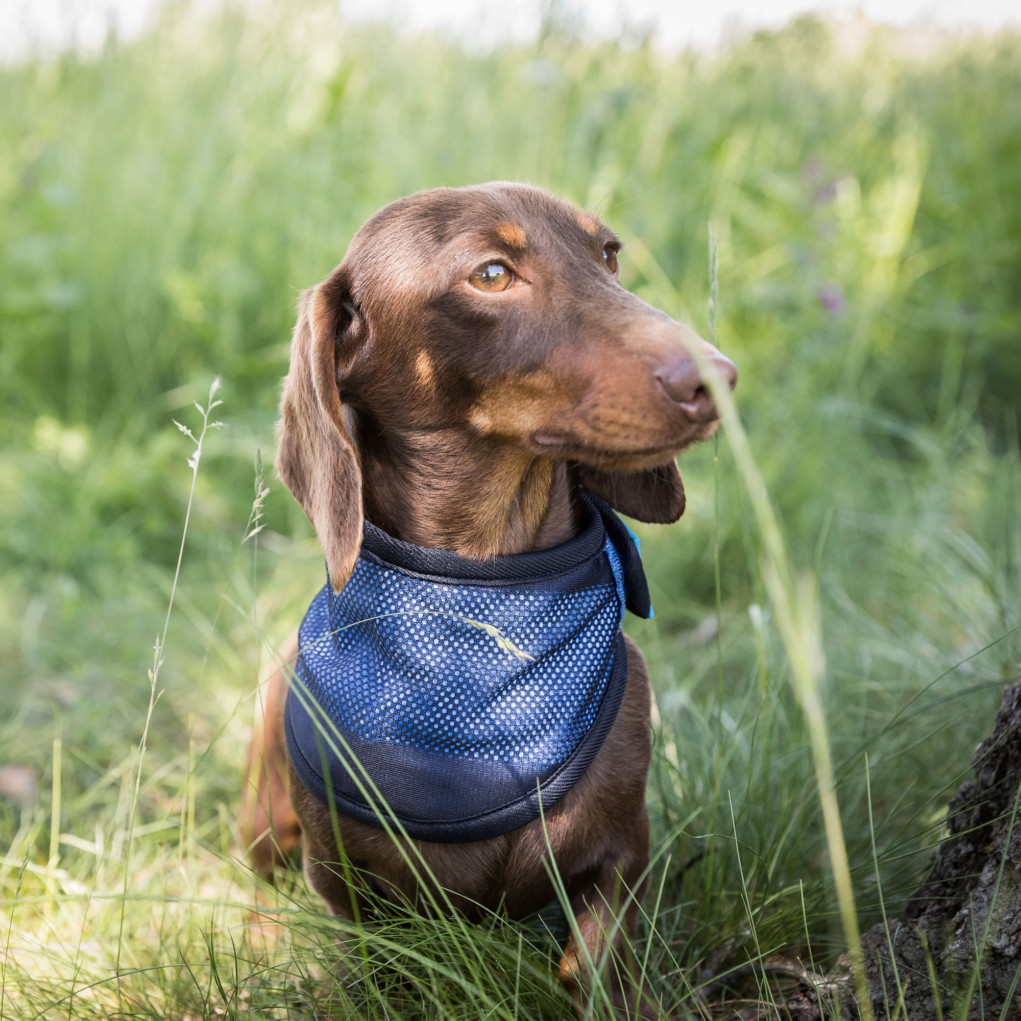 Cool on Track Cooling Dog Scarf - 4