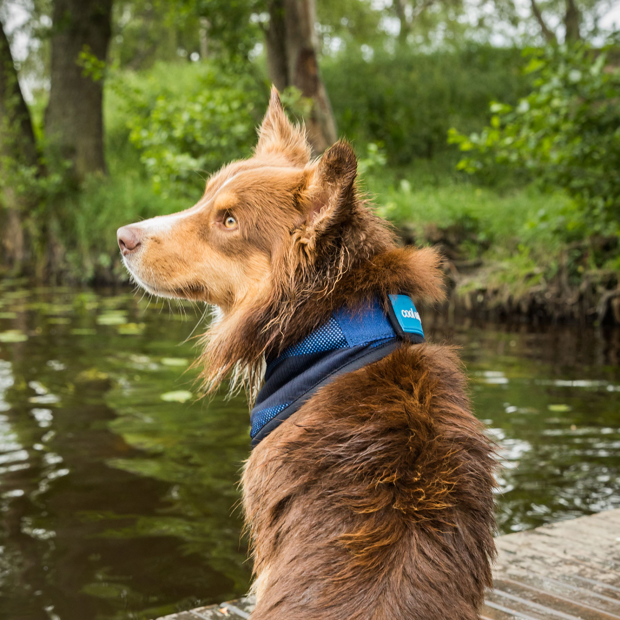 Cool on Track Cooling Dog Scarf - 7