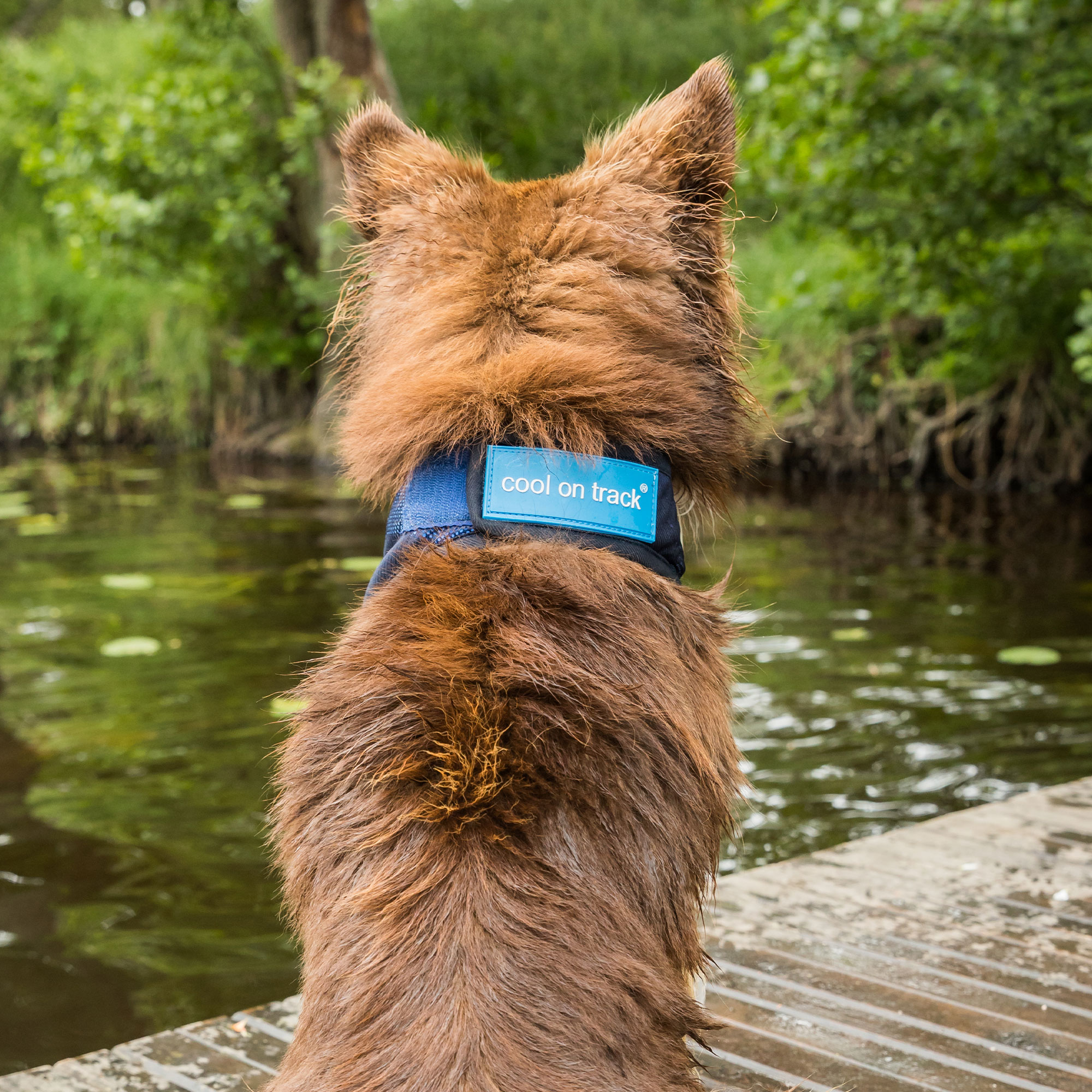 Cool on Track Cooling Dog Scarf - 6