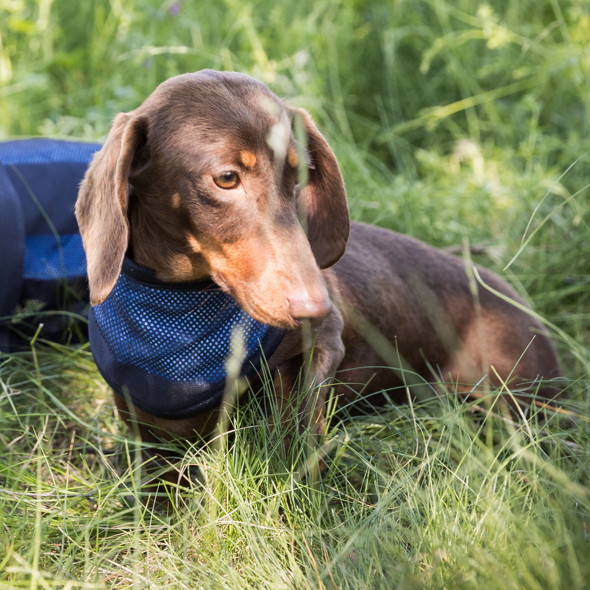 Cool on Track Cooling Dog Scarf - 5