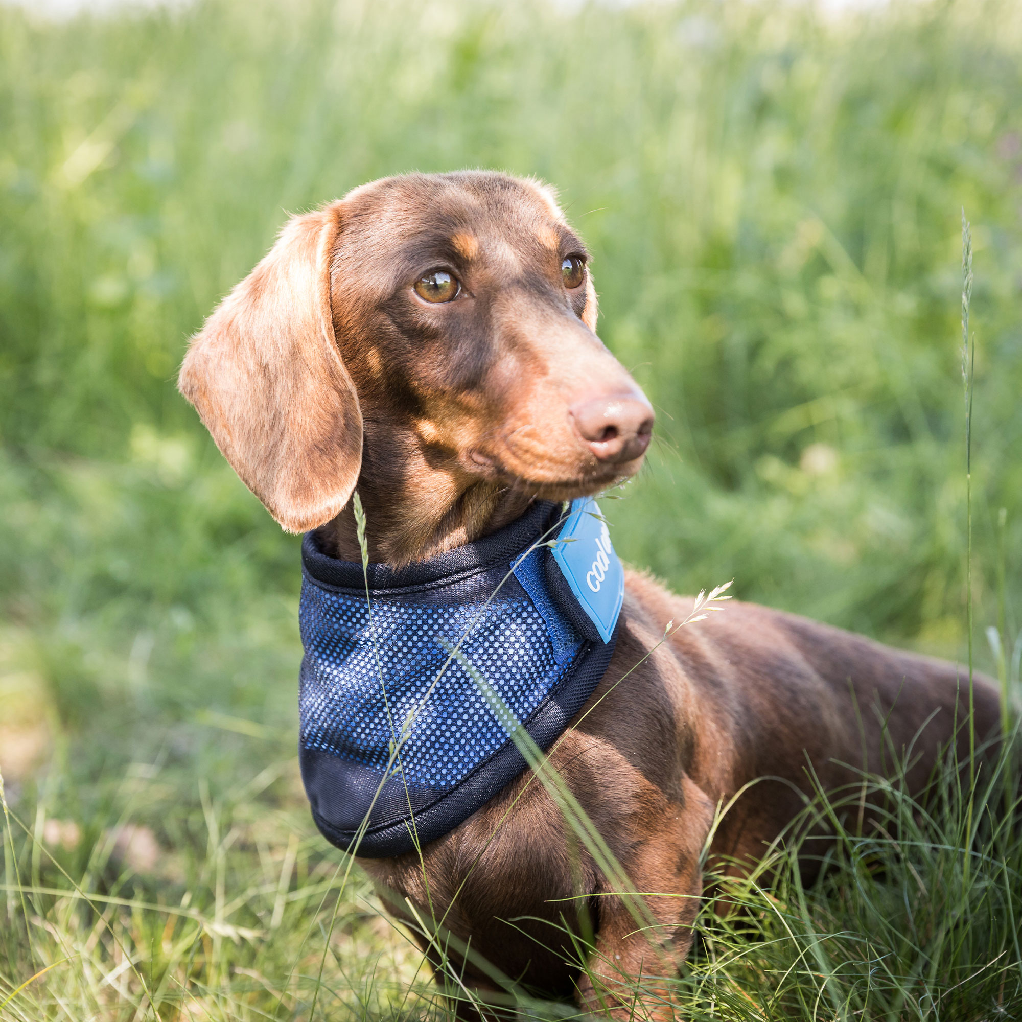 Cool on Track Cooling Dog Scarf - 3