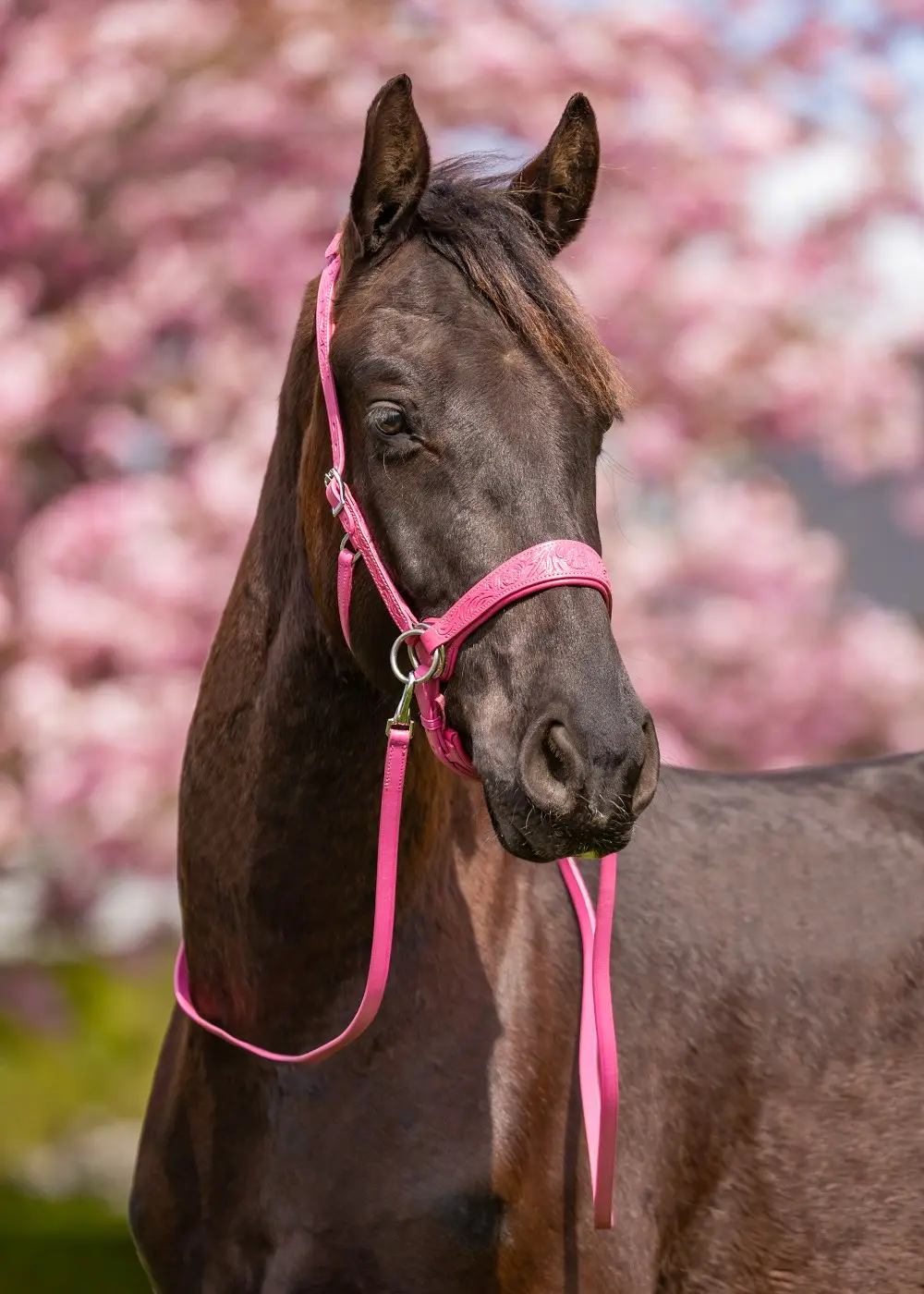 Sidepull Anatomical, Edix© Rose, incl. reins, pink - 7