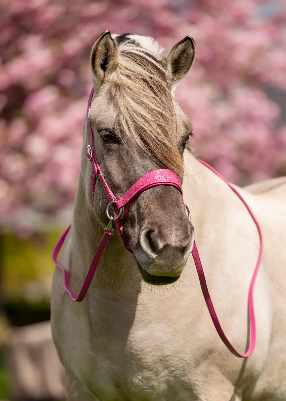 Sidepull Anatomical, Edix© Rose, incl. reins, pink - 6