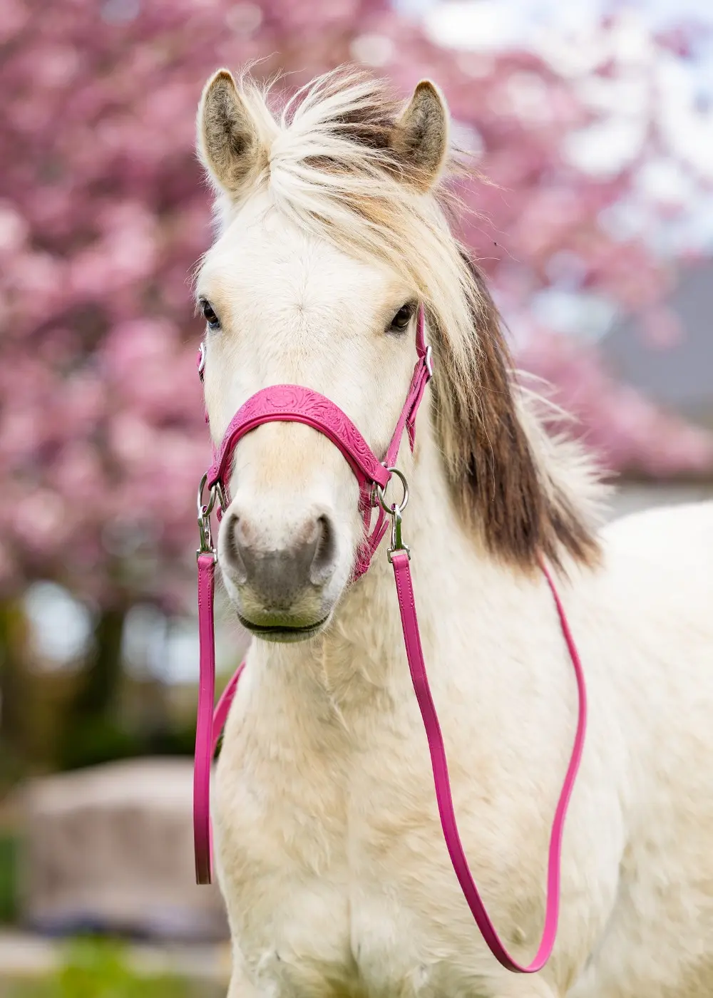 Sidepull Anatomical, Edix© Rose, incl. reins, pink - 2