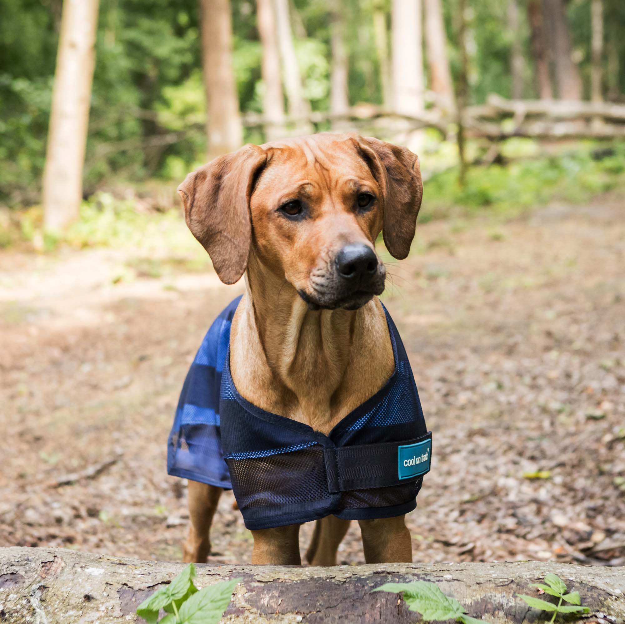 Cool on Track Cooling Dog Blanket 2.0 - 3