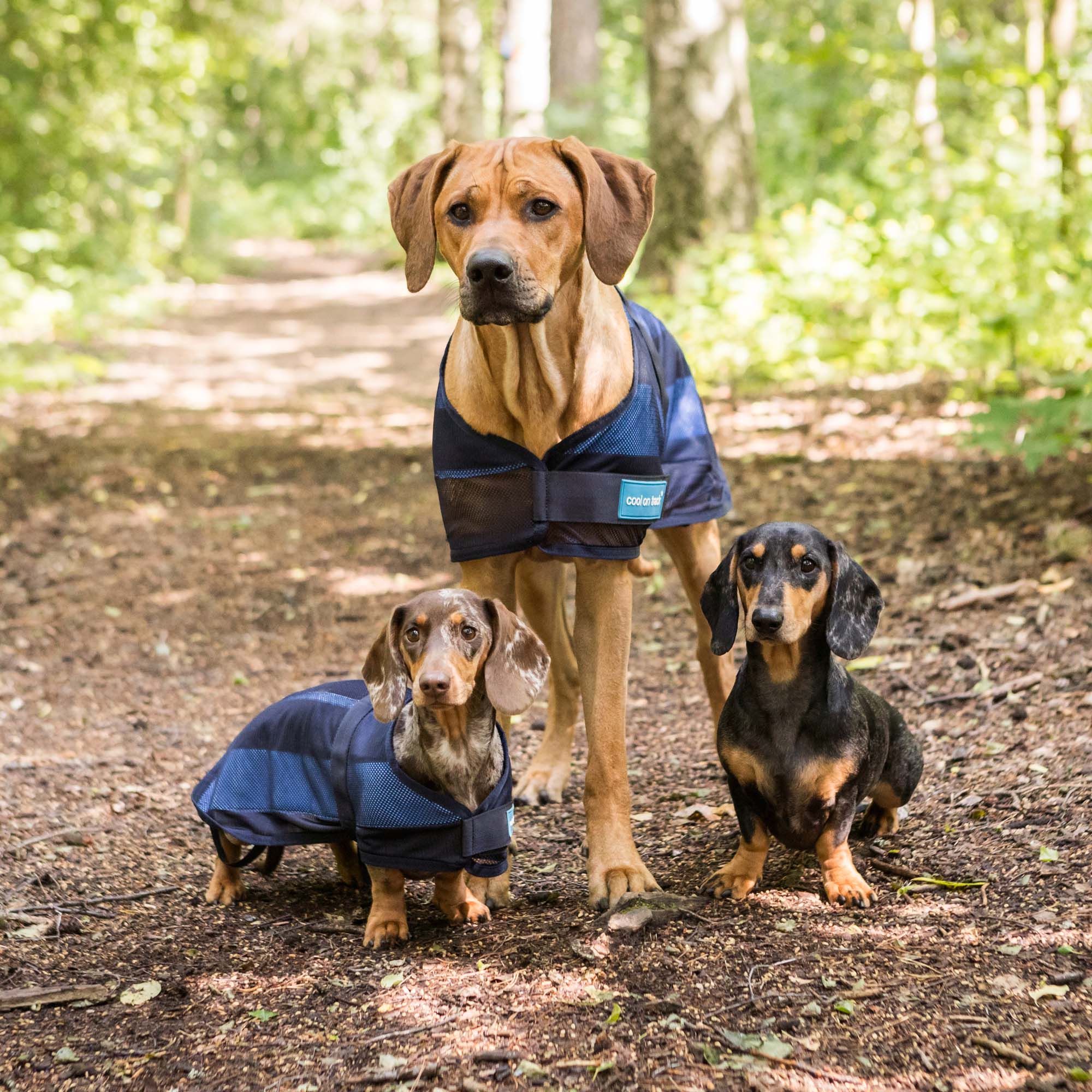 Cool on Track Cooling Dog Blanket 2.0 - 4