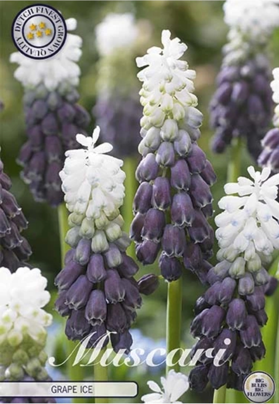 84643  	MUSCARI/PÄRLHYACINT  	GRAPE ICE